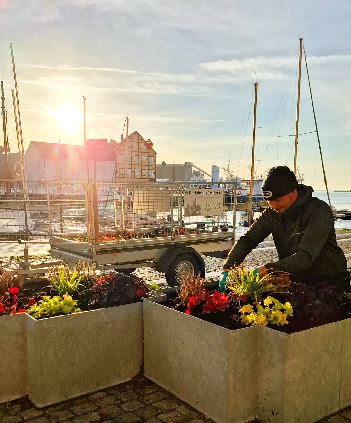 Medarbetare planterar blommor i urnor vid hamnen i soluppgången