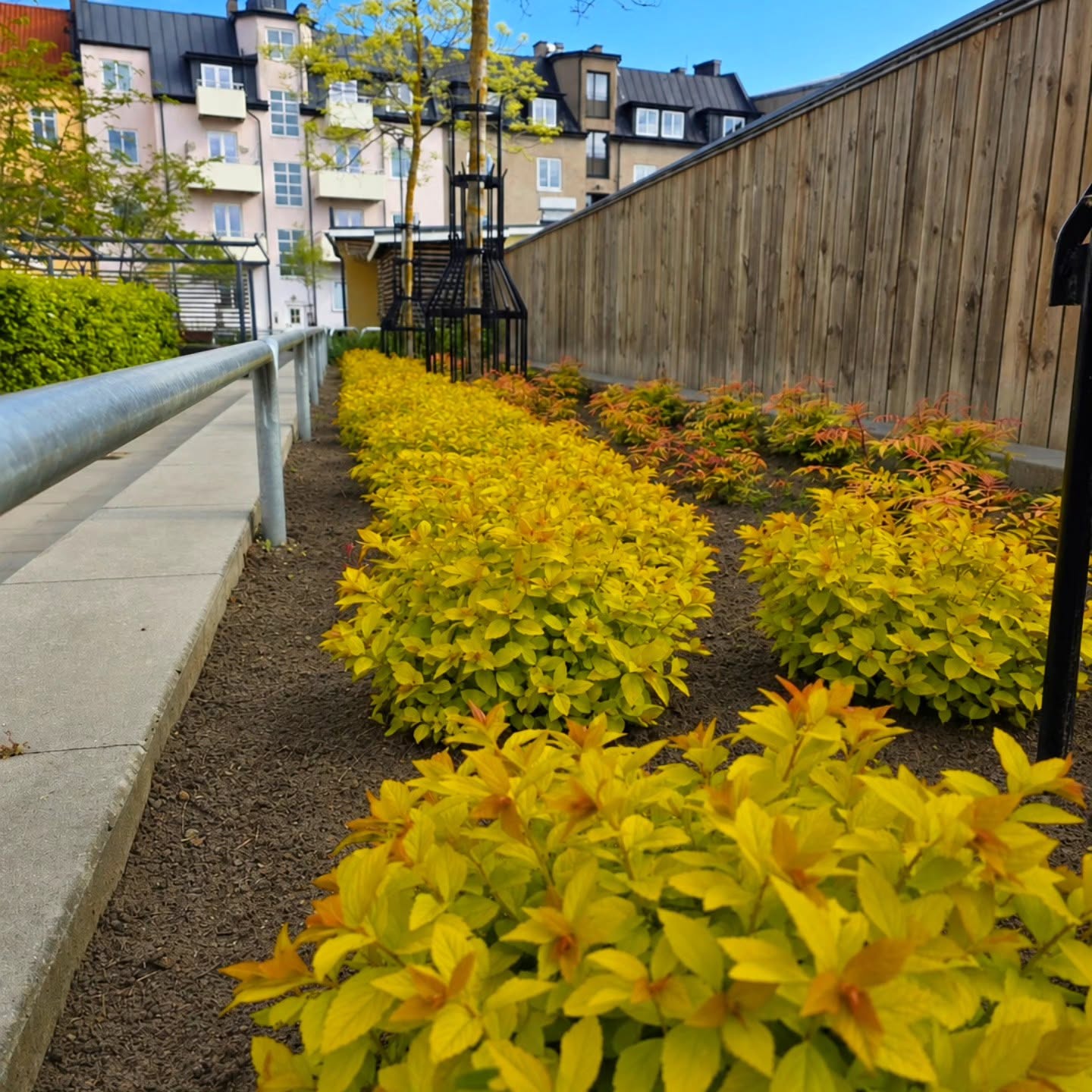 Rader av nyplanterade buskar i ett bostadsområde