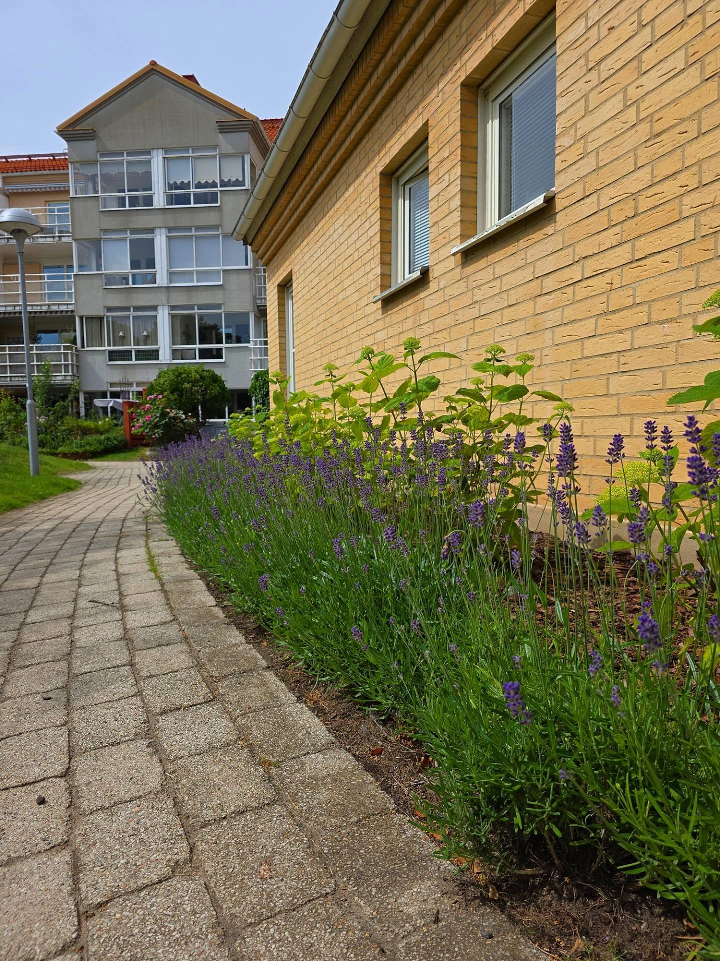 Blommande lavendel längs en gångväg vid en fastighet