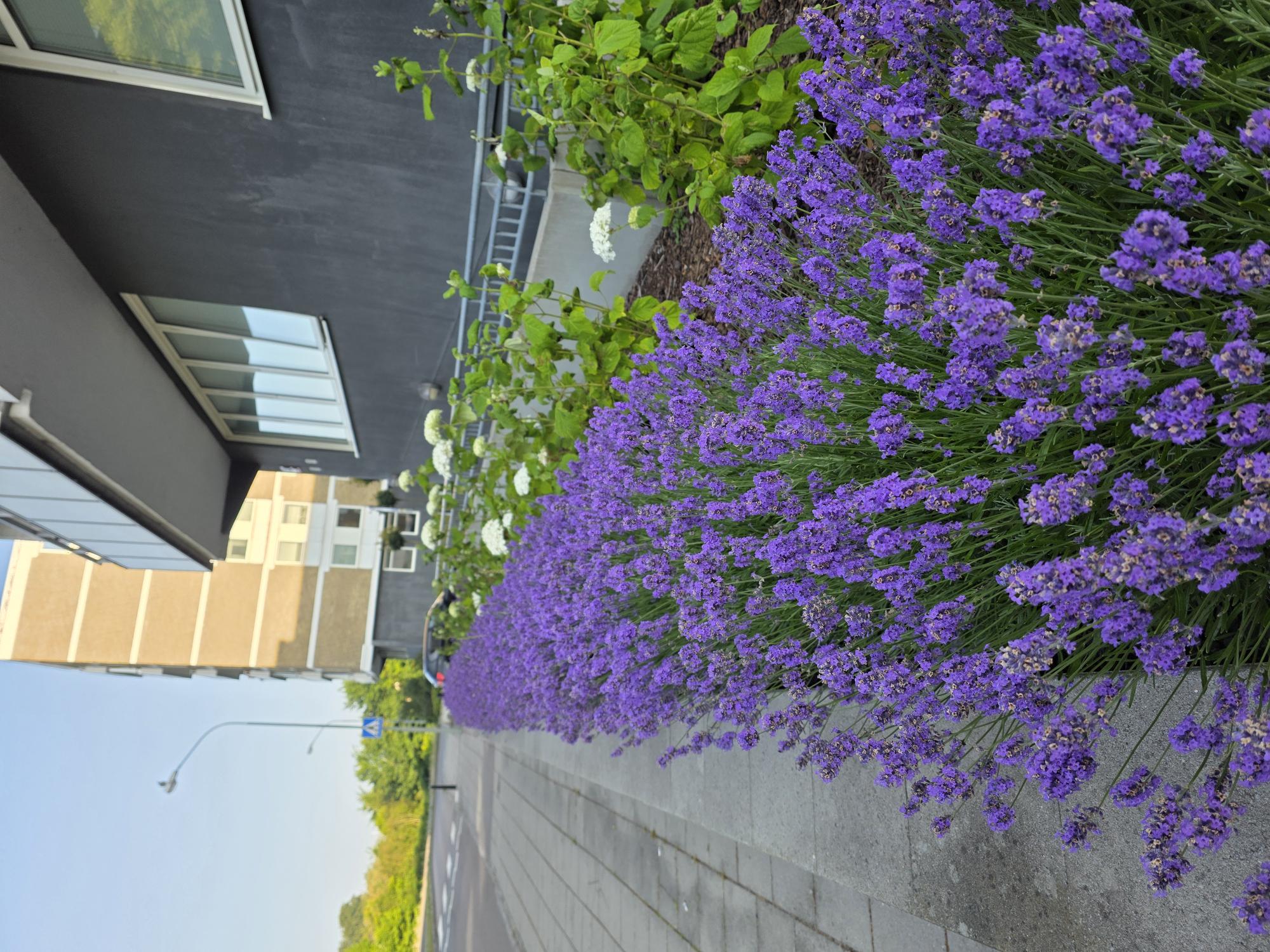 Lavendel i full blomning längs en gata vid ett bostadshus