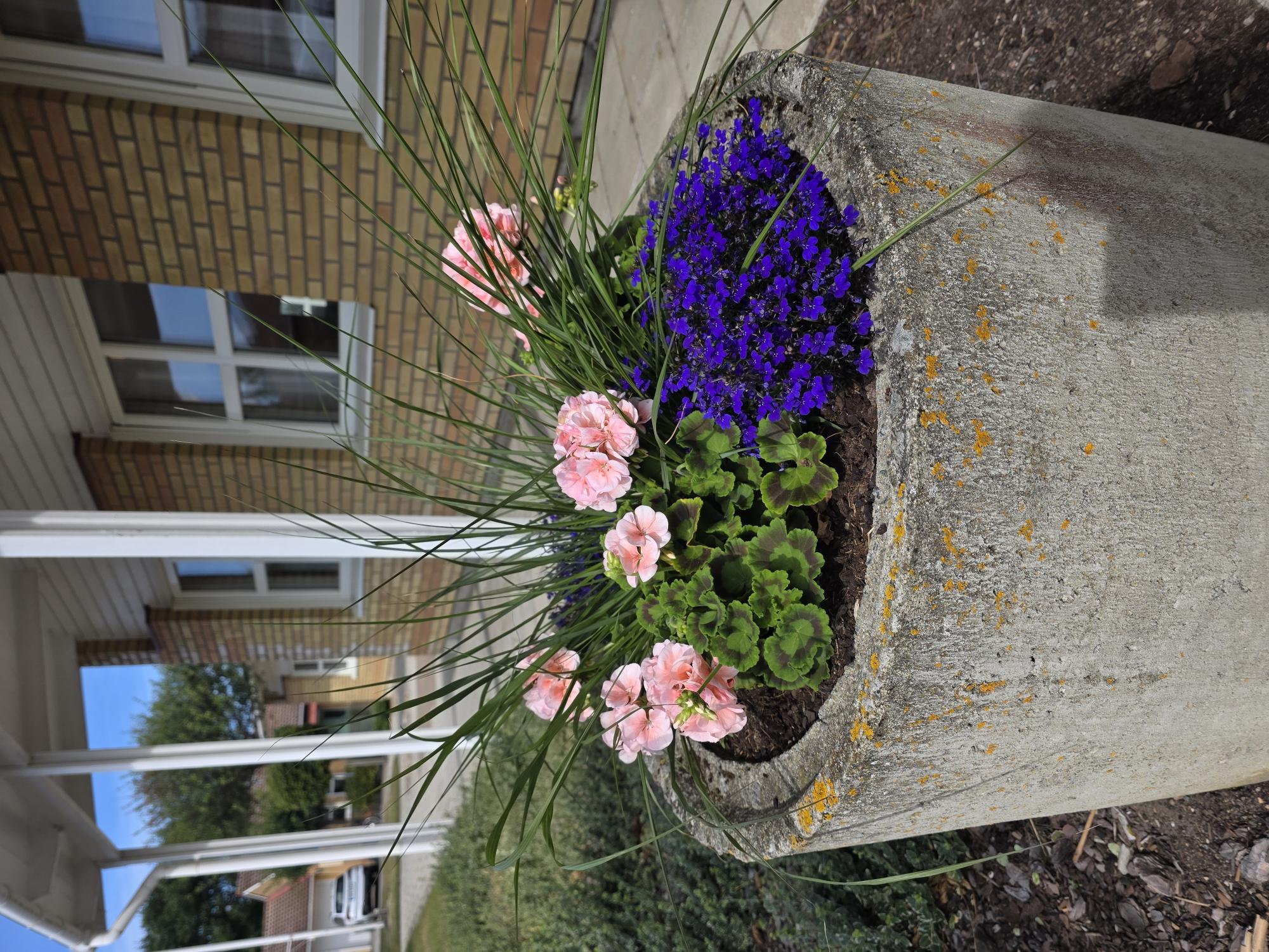 Sommarplanterad betongkruka med pelargoner och lobelia