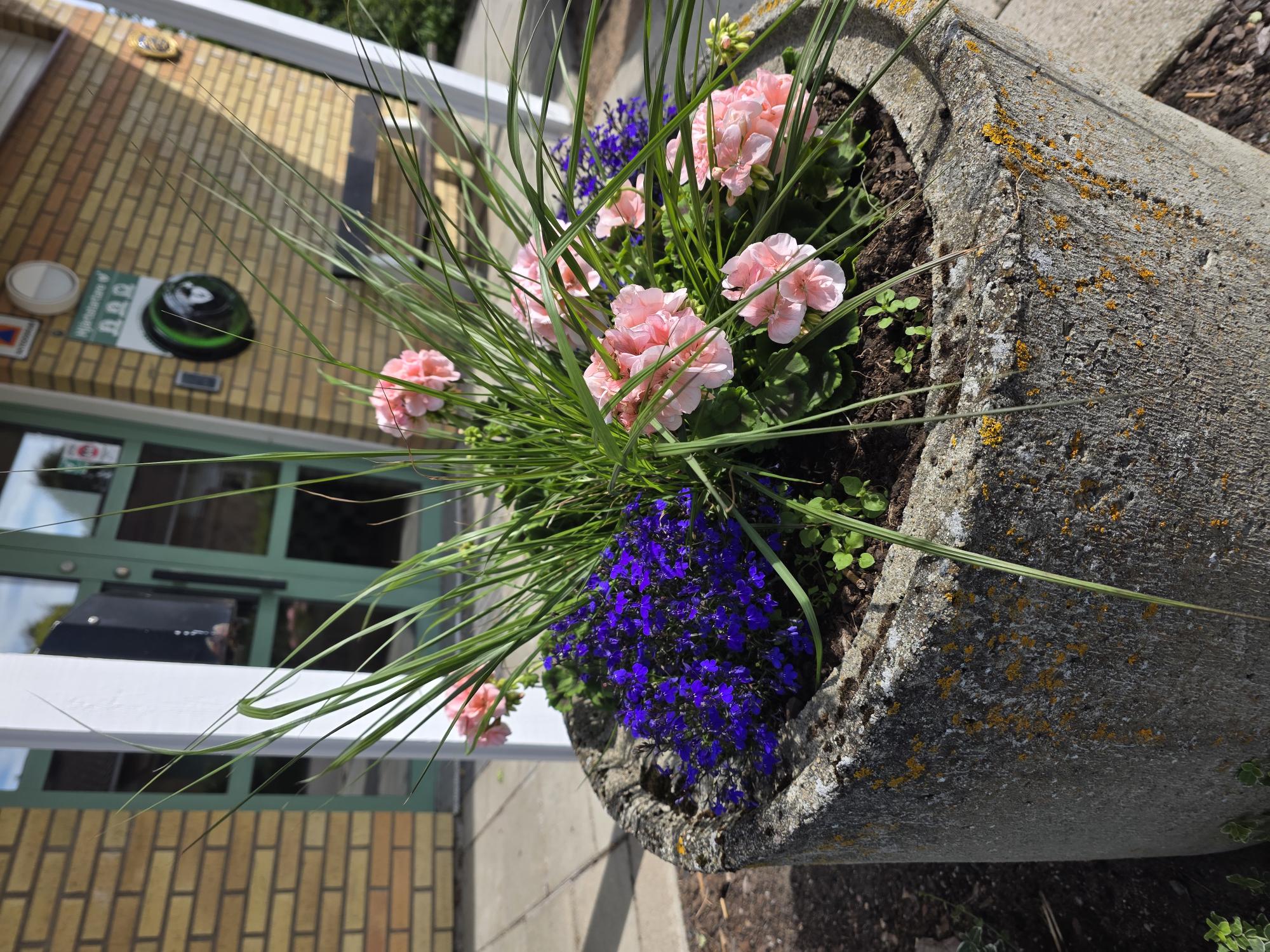 Sommarplanterad betongkruka med rosa pelargoner och blå lobelia vid entré