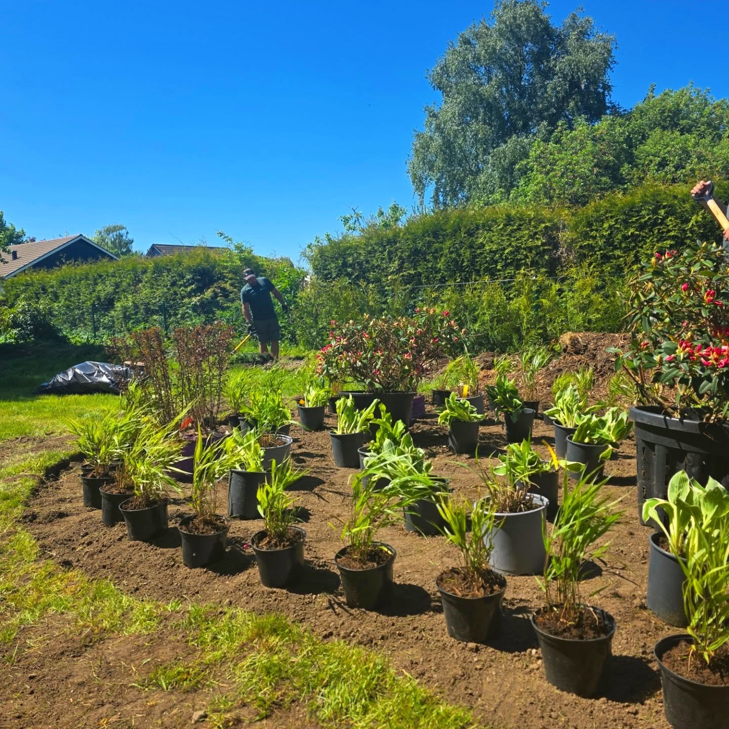 Krukodlade växter uppställda inför plantering en solig dag